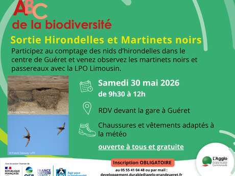 ABC de la biodiversité : sortie hirondelles et martinets noirs