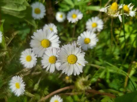 Fabrication de remèdes médicaux et tisanes