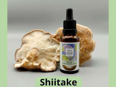 Villa Hélène, champignonnière Bio