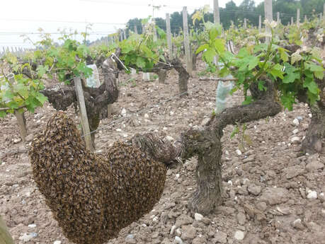 Bernard SIMIAN - Apiculteur