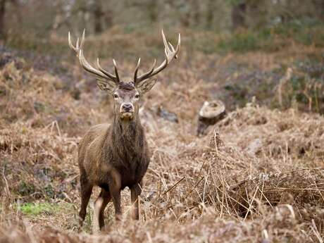 Les découvertes de Monta : Veillée sonore brame du cerf