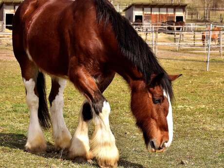 Concours departemental des chevaux de traits