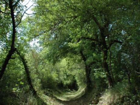 La Coquille en Ecomobilité - Un bol de Périgord -Limousin à l'Etang de la Barde