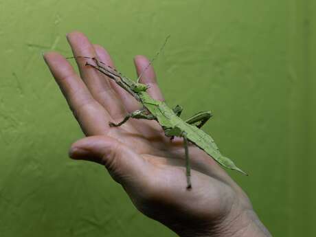Spécial pâques à la Cité des Insectes !