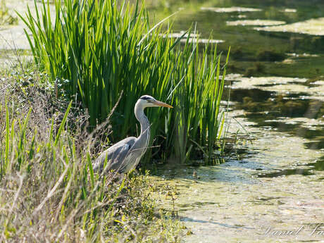 Boucle du Lac - Bergerac