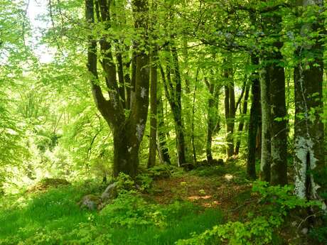 Circuit Pédestre N°29 CC : "Promenons-nous dans les bois de Lépinas"