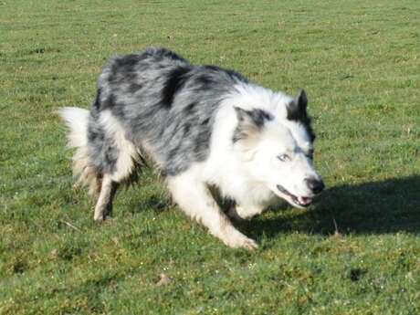 Elevage des Lacs de la Côte d'Argent