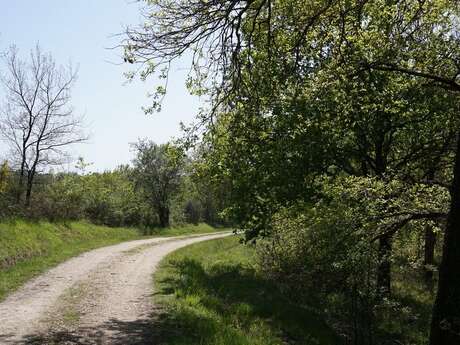 Boucle de Café Rouge - Saint Pierre d'Eyraud