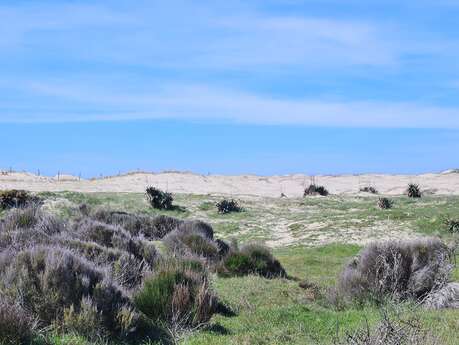 Les découvertes de Monta : découverte du milieu dunaire