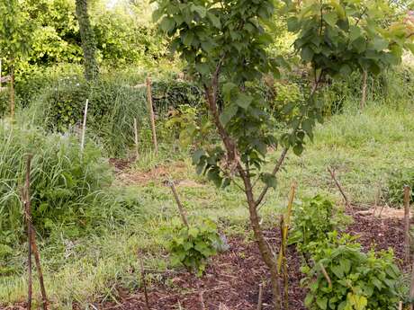 Chantier participatif de plantation de haies avec la LPO Limousin