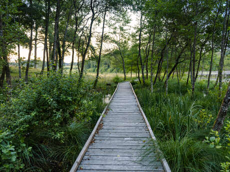 Forêt de Meilhards