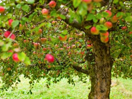 Secrets et savoir-faire de la Ferme du Léché à Saulgé
