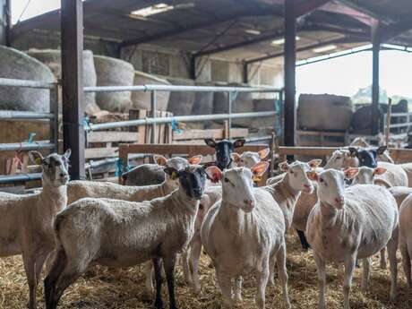 Visite de la Ferme Périvier : traditions et terroir à Saint-Pierre-de-Maillé