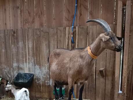 Rencontre avec des chèvres