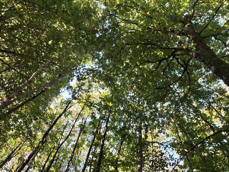 Chevauchée en forêt de l'Hermitain