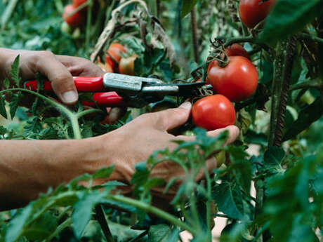 Atelier de permaculture