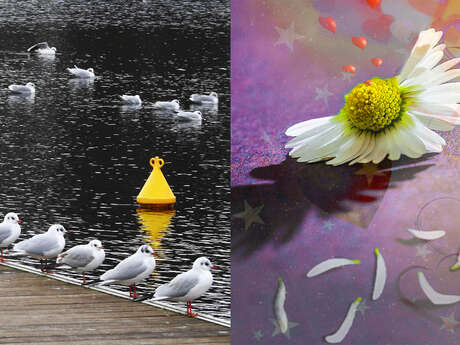 Exposition de photographies – photomontages et peintures