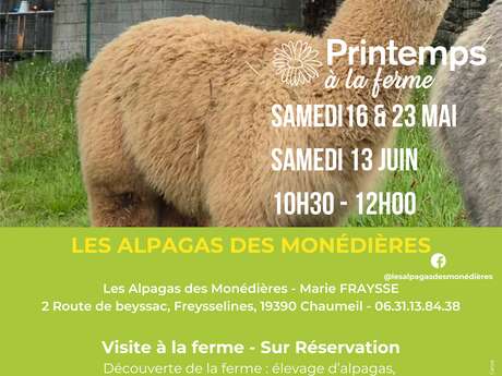 Printemps à la ferme - Les Alpagas des Monédières