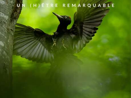 La Naute : Balade/ Ciné /échange