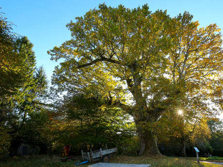 Sur les chemins de Marcouyeux