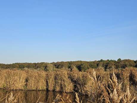 Les découvertes de Monta : Découverte du marais au crépuscule