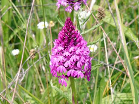 Balade et échanges sur "les orchidées sauvages de territoire, savoir les repérer pour mieux les protéger"