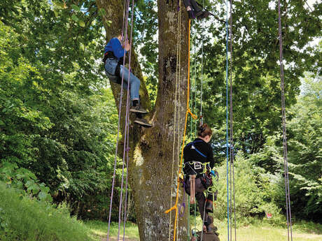 Grimpe d'arbres