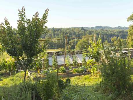 Vente de légumes perpétuels et de plantes vivaces