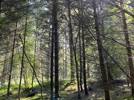 Conférence - Débat sur la forêt creusoise