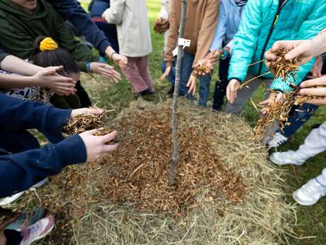 Le Plan canopée et l'arbre, un allié pour bien vivre en ville