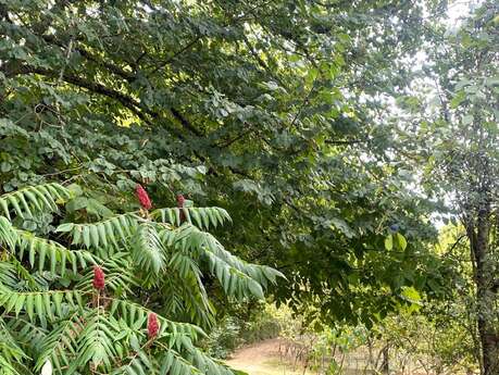Boucle de la patte de chien