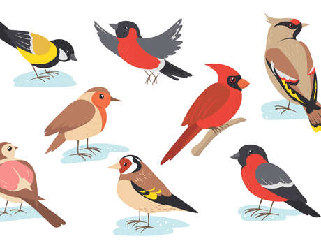 Exposition photos animalières à la bibliothèque de Souvigné