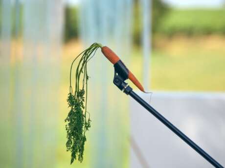 Stage | Découverte d'un texte classique - "Cyrano, Rostand et vous"