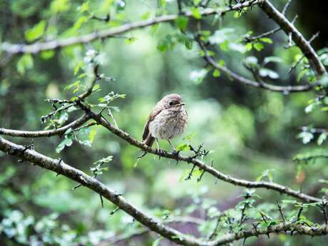 Balade ornithologique avec la Croisée des Villages