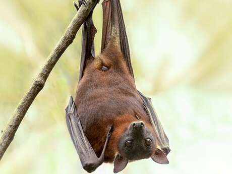 Balade nature : Le monde des chauves-souris