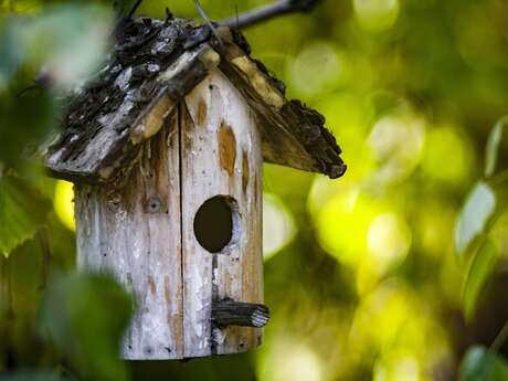 Sciences participatives : mangeoire à oiseaux