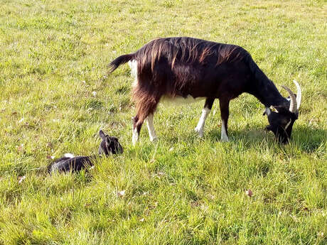 La Chèvrerie du Poney Fringant à Azérables