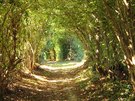 Fête du printemps - randonnée pédestre