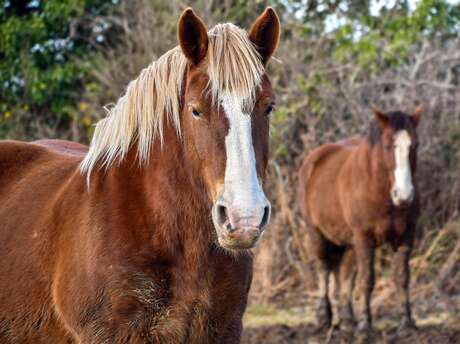 Foire aux chevaux à Mainsat