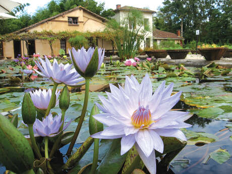 Le Jardin des Nénuphars & la pépinière historique Latour-Marliac