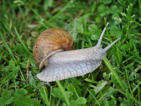 Escargotière Creusoise