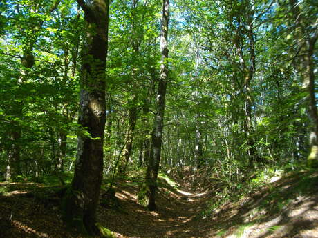 Le Peux des Faux