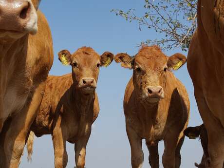 Ferme de Savrelle