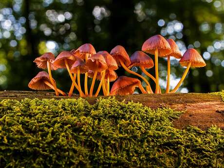 Balade nature : les champignons
