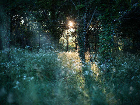 Visite nocturne "entre chien et loup"