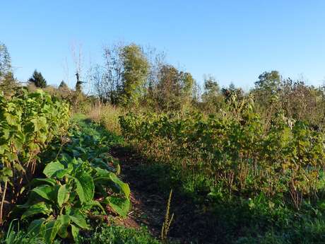 Les Jardin des pierres folles