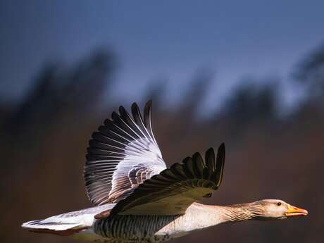 À la rencontre des oiseaux locaux et migrateurs