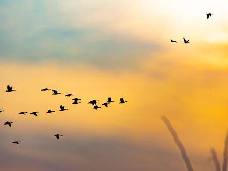 Journée Mondiale des oiseaux migrateurs