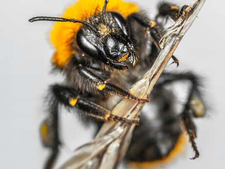 STOP Guêpes et Frelons