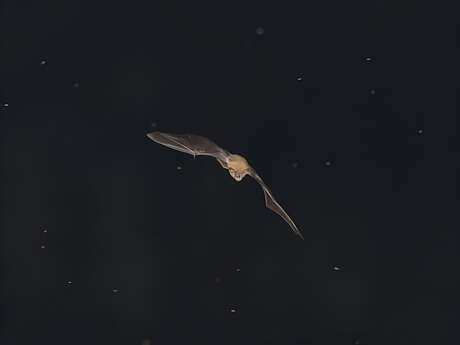Nuit de la Chauve-souris